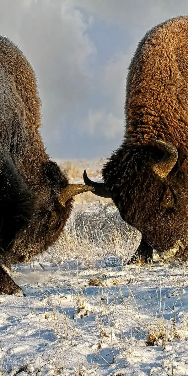 A Fight Between Two Male Bison Wall Art