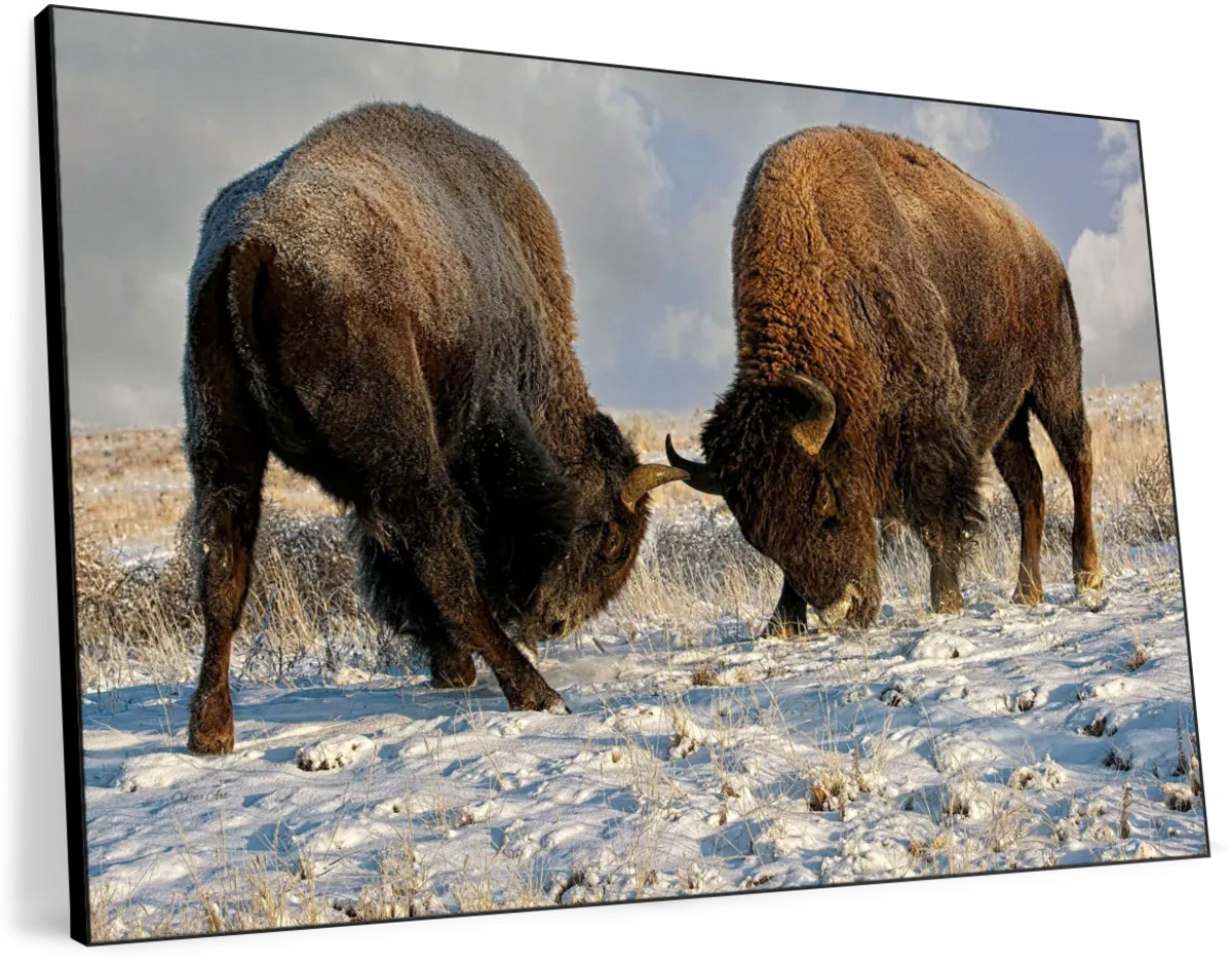 A Fight Between Two Male Bison Wall Art