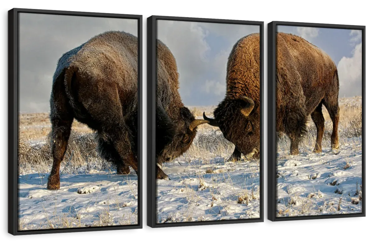 A Fight Between Two Male Bison Wall Art