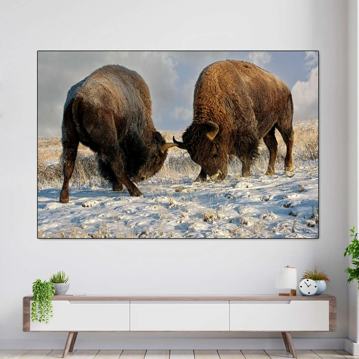 A Fight Between Two Male Bison Wall Art