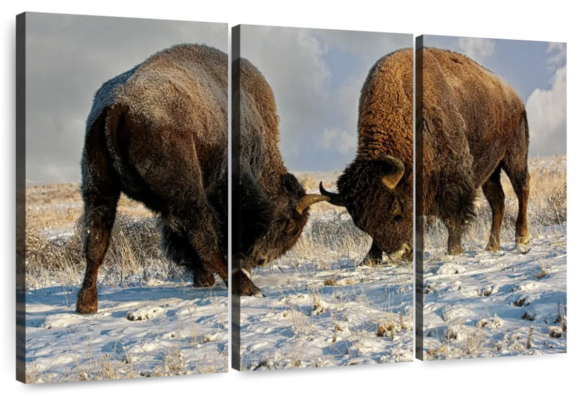 A Fight Between Two Male Bison Wall Art