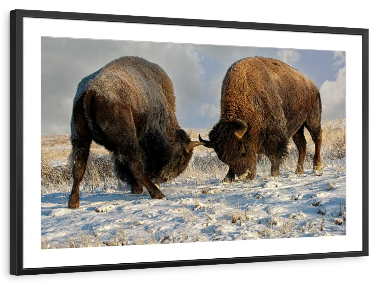 A Fight Between Two Male Bison Wall Art