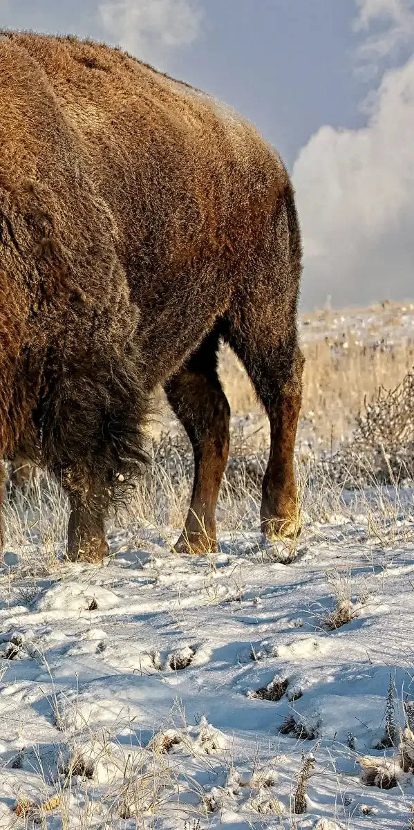A Fight Between Two Male Bison Wall Art