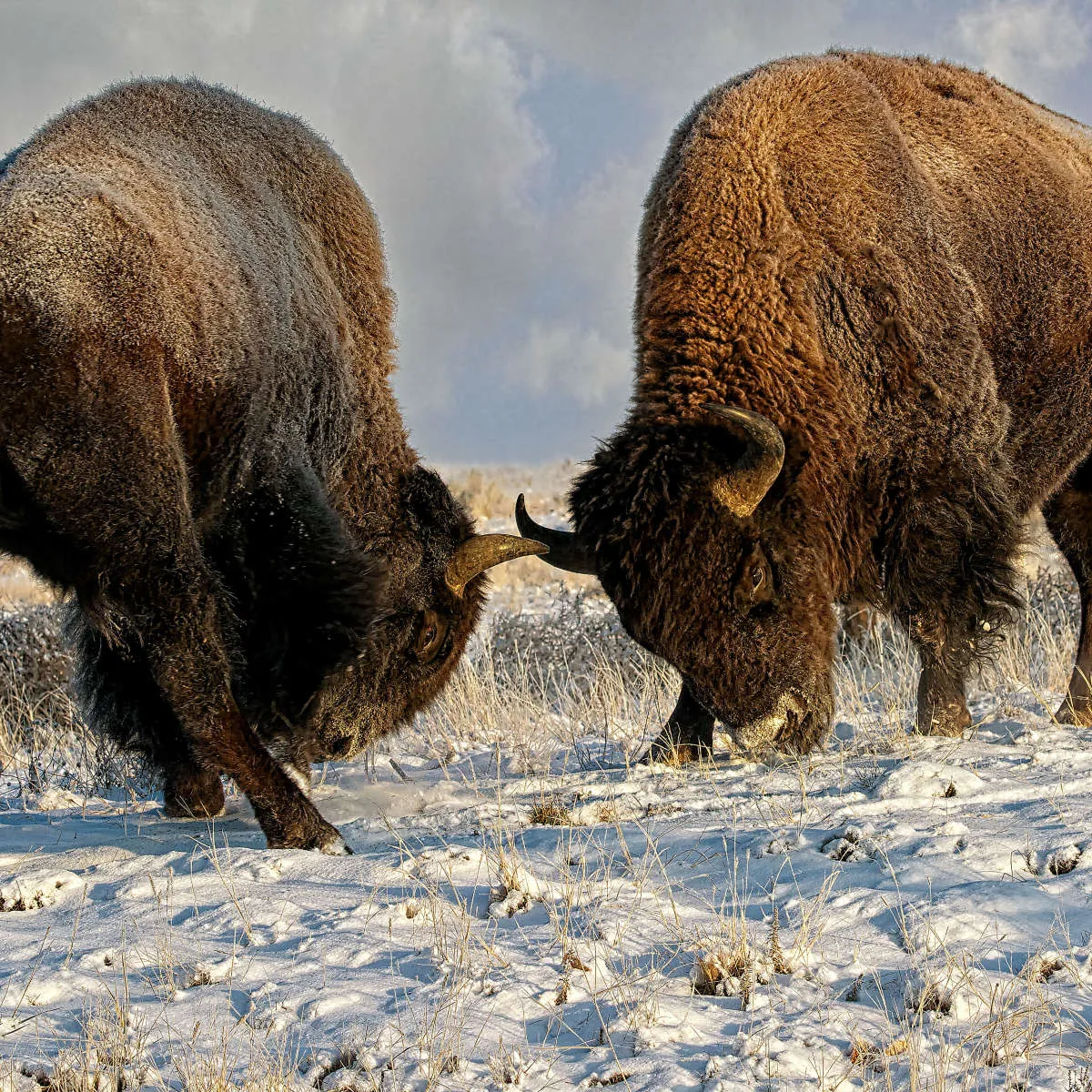 A Fight Between Two Male Bison Wall Art