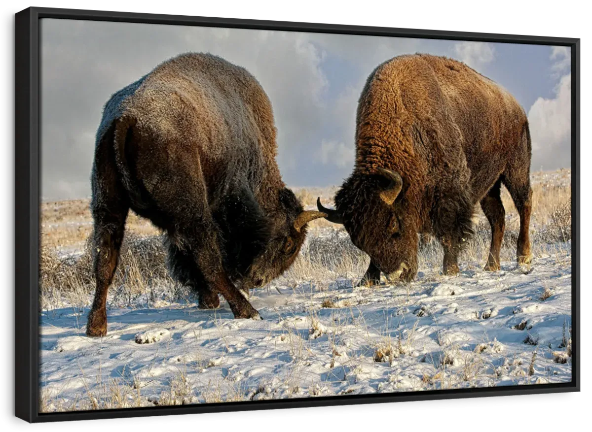 A Fight Between Two Male Bison Wall Art