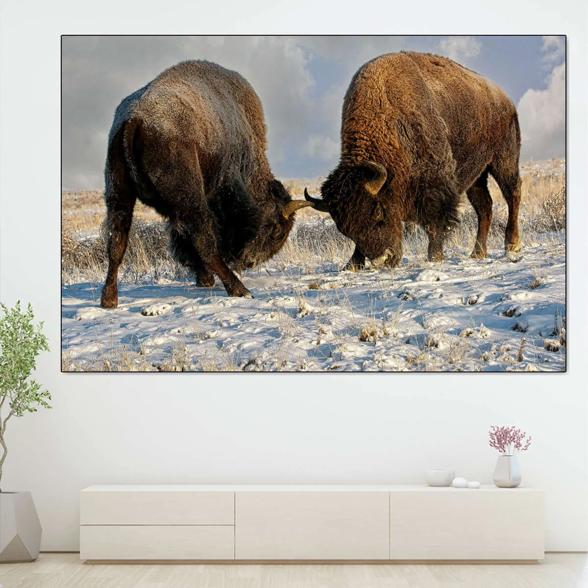 A Fight Between Two Male Bison Wall Art