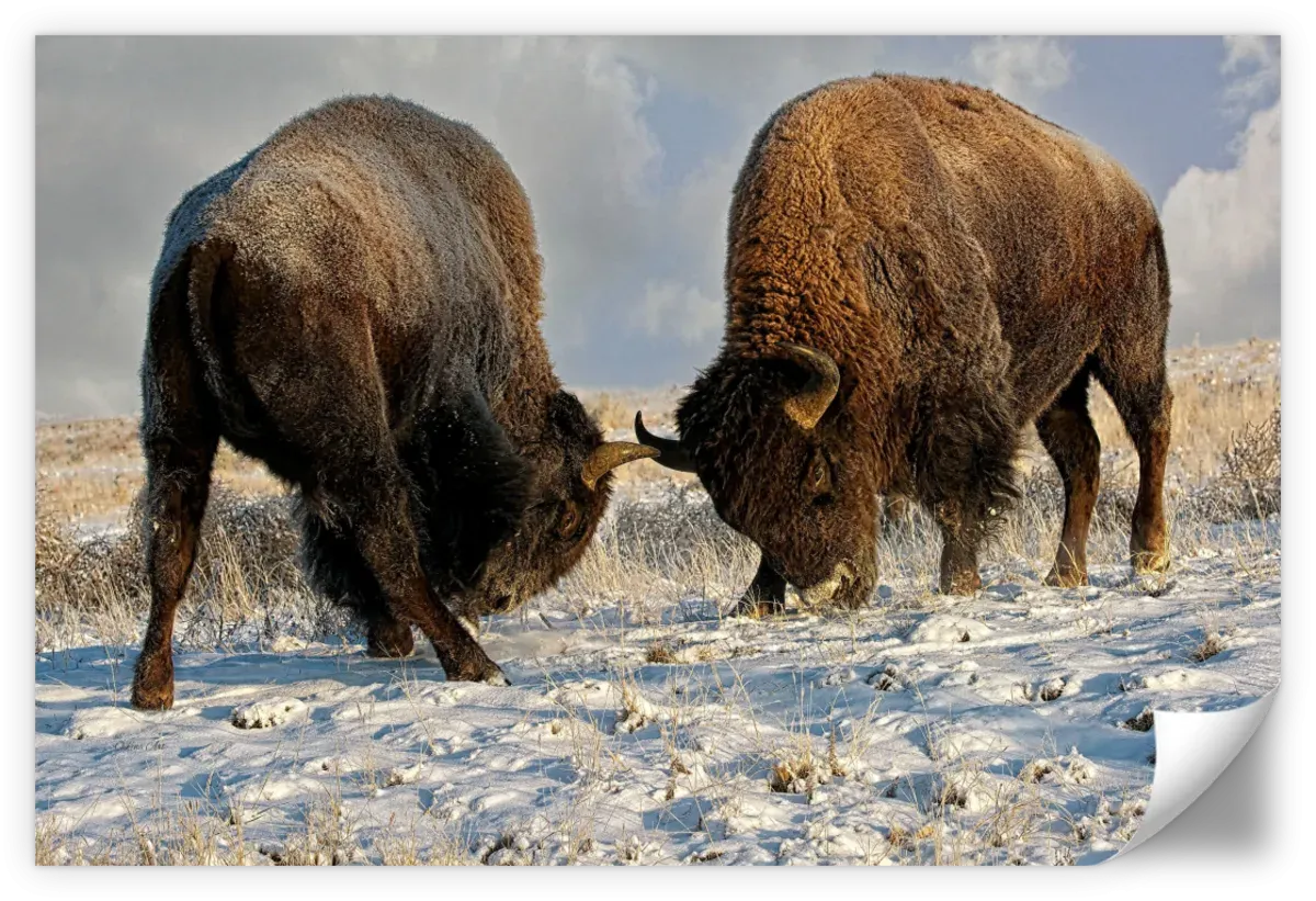 A Fight Between Two Male Bison Wall Art